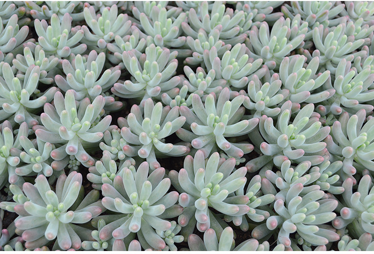 玉葡萄乙女心多肉植物迷你植物防辐射盆景盆栽绿植可批发