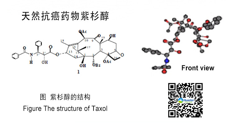 紫杉醇的结构