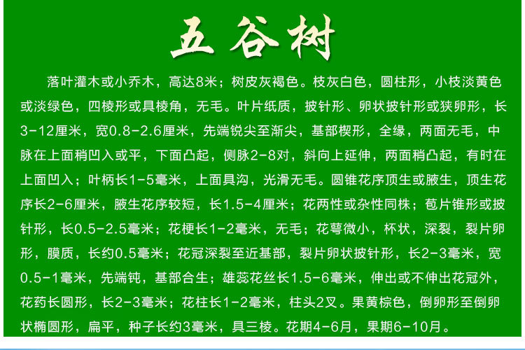 批发观果绿植吉祥发财树 园林植物五谷树 落叶乔木雪柳基地直销