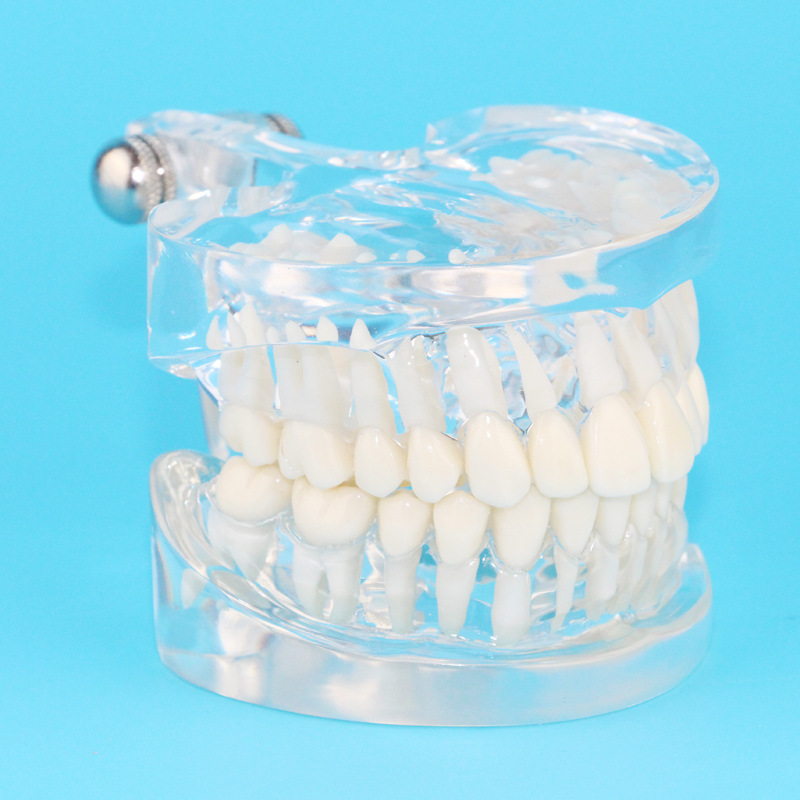 星寿品牌透明牙齿模型牙根模型成人标准牙模型牙列模型