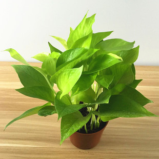 【基地直销】批发观叶植物黄金葛(90)工程绿化墙植物小盆栽花卉