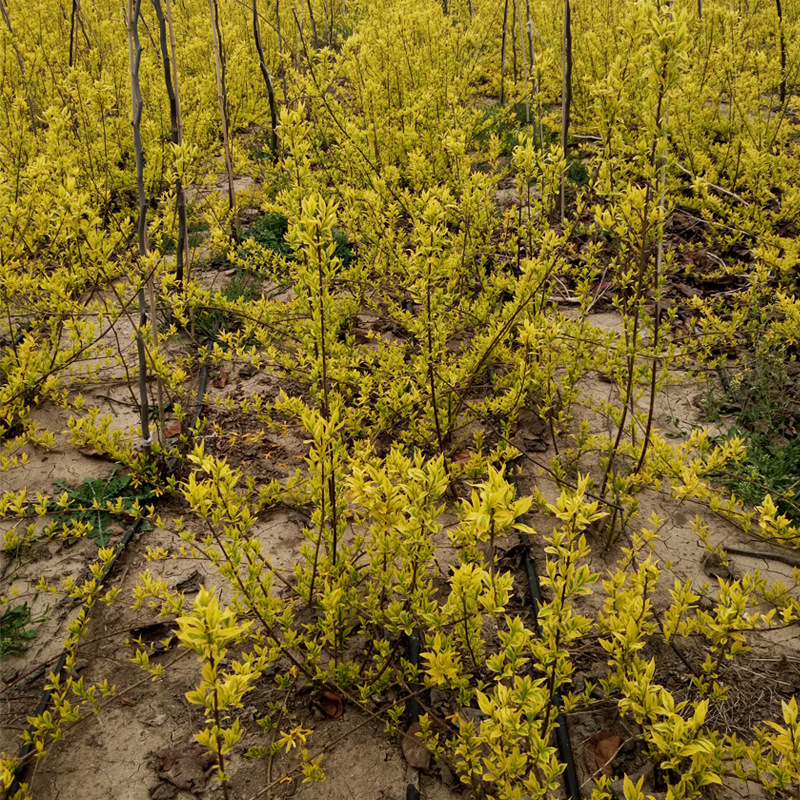 简历中的技能特长怎么写_百度知道