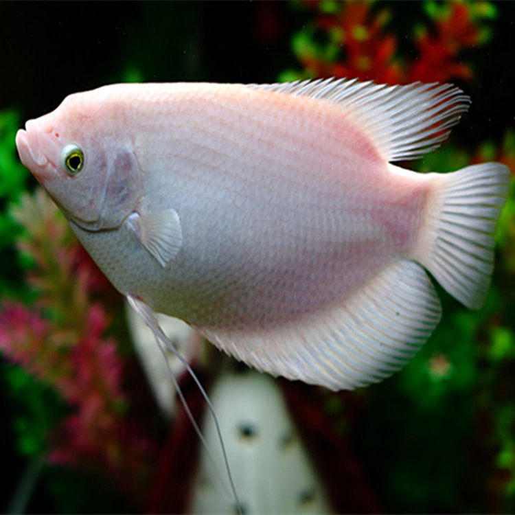 瑞彩大型鱼通用饲料银龙地图鹦鹉中大型观赏鱼粮热带鱼饲料