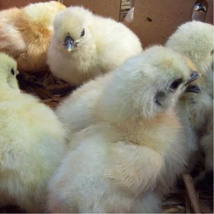 白凤乌鸡 泰和乌鸡 优质乌鸡种苗 生态养殖商品乌鸡脱温鸡苗