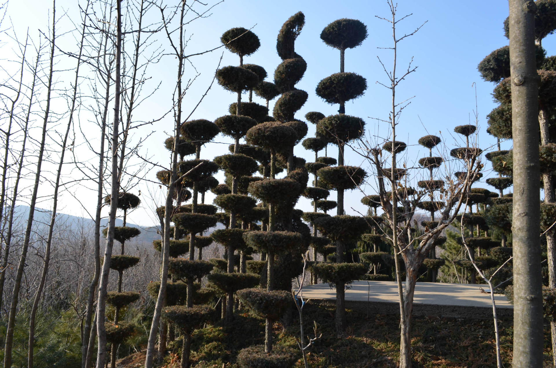 华颖农场 蜀桧造型 园林植物 乔木 园林绿化 绿化工程苗木.