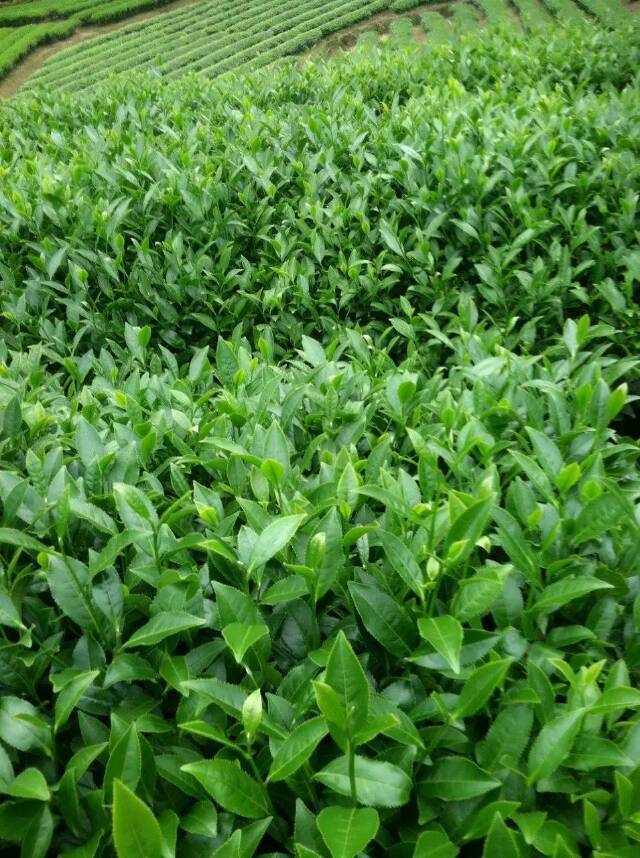 大红袍批发 武夷岩茶清香型大红袍茶叶批发一套500g
