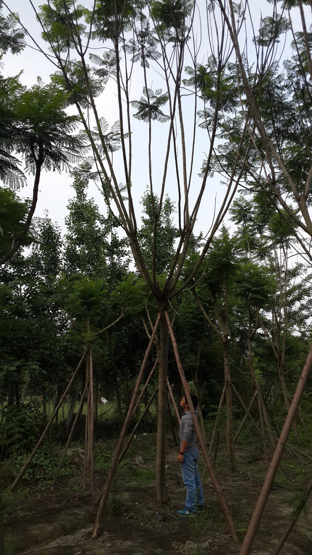 苗圃长期供应绿化行道树蓝花楹3-15m优质蓝花楹树