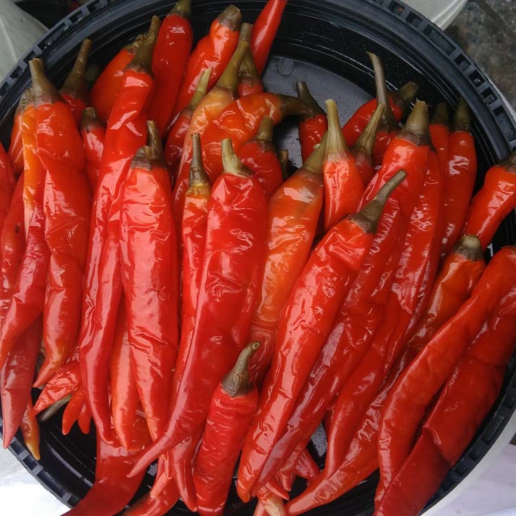 四川特产泡椒老坛泡红美人椒红辣椒泡红椒泡菜酱腌菜散装批发