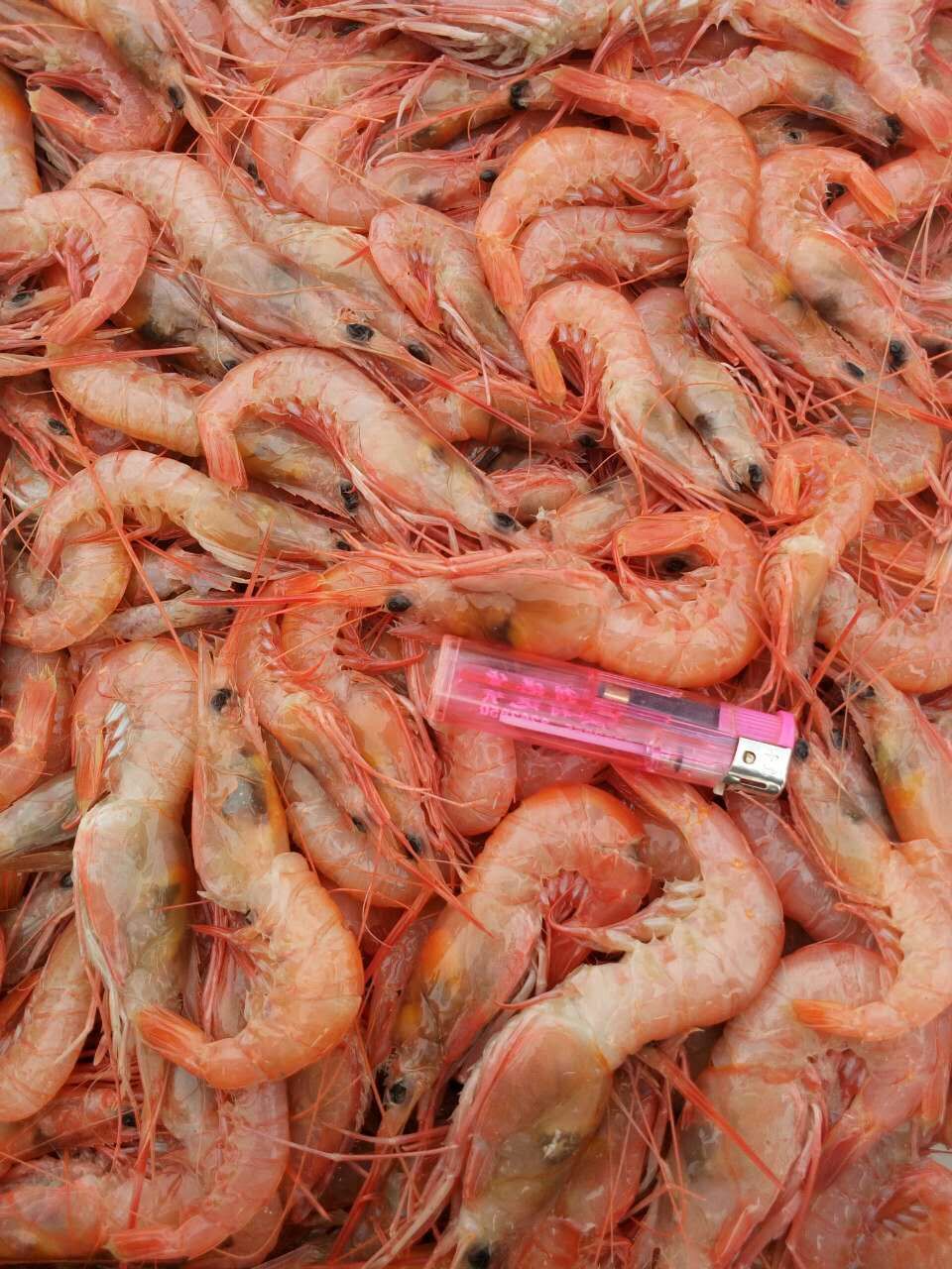 舟山东海野生海船冻红虾 厂家直销 量大从优