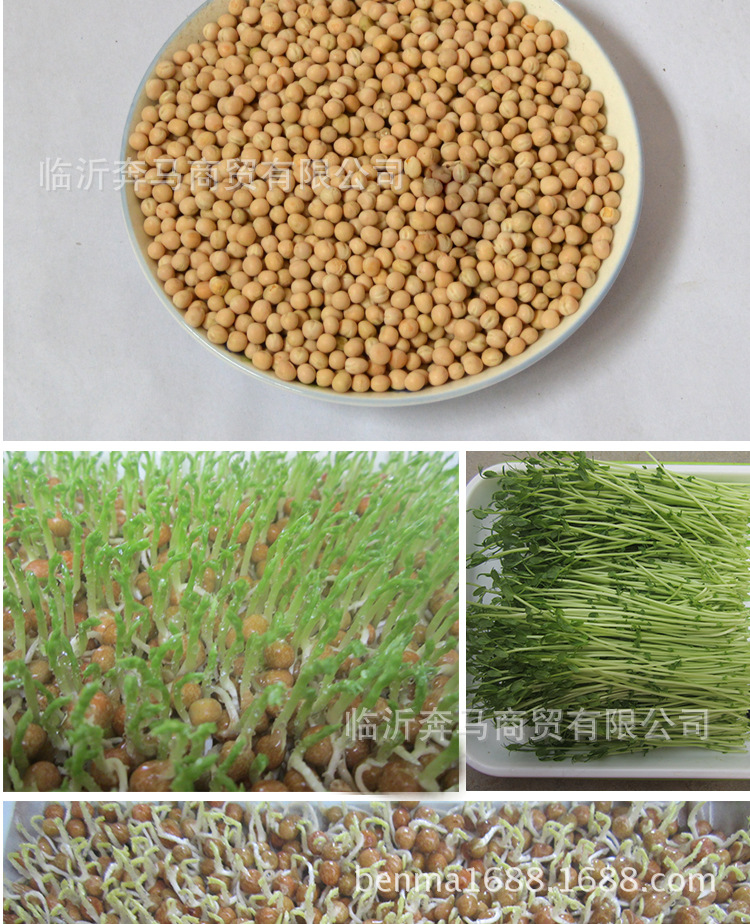 芽苗菜种子 白豌豆2017年 水培豌豆苗 喂鸽子 加拿大白豌豆 批发