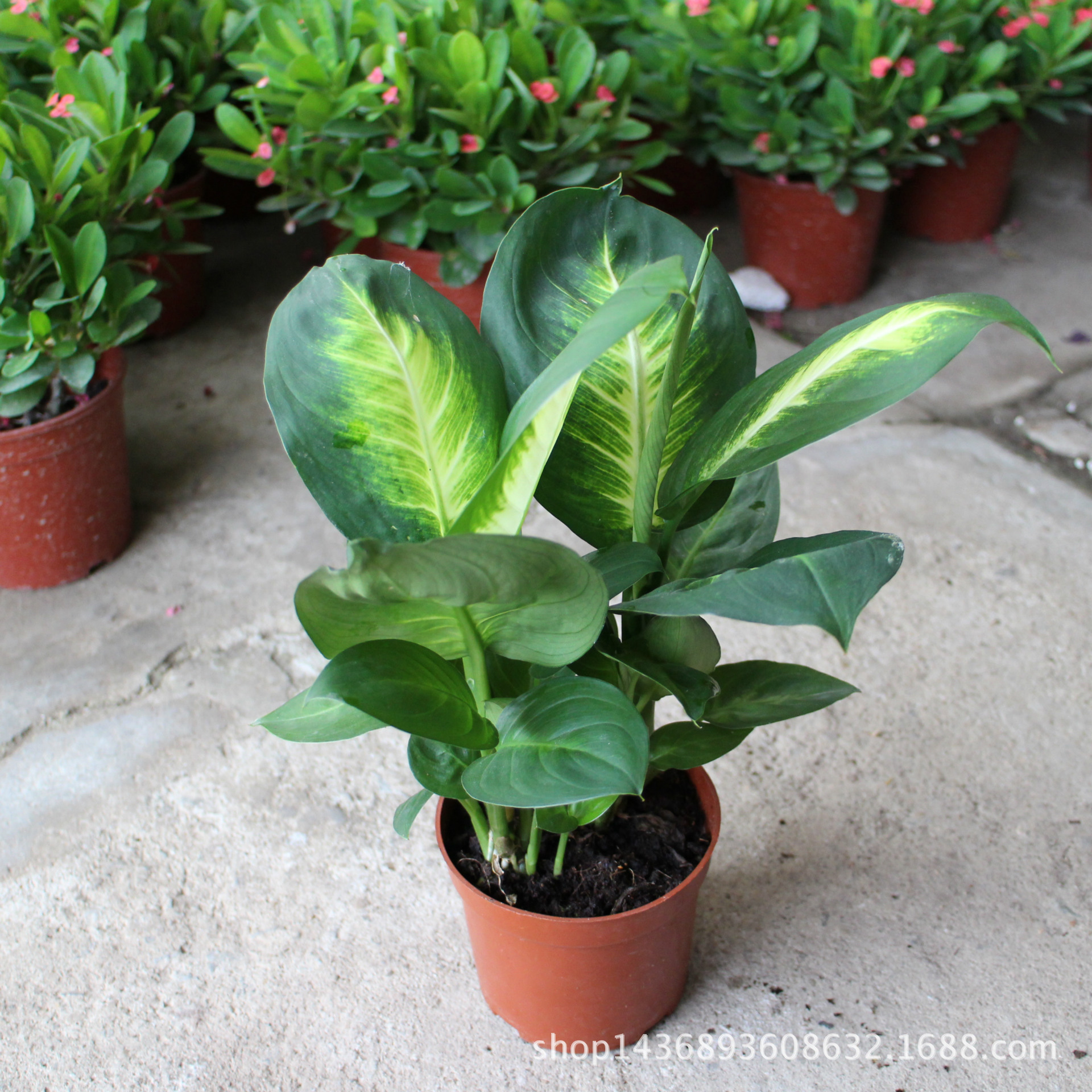 基地直销室内观叶盆景吸收甲醛净化空气110玛丽安万年青