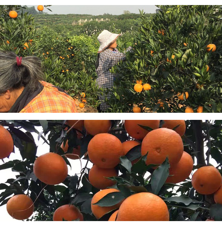 春见耙耙柑丑橘不知火年货特价批发礼盒彩箱十斤特价包邮