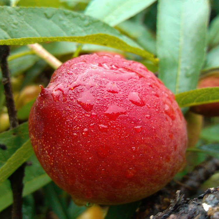 河南厂家直销农场*****无污染无添加绿色水果桃子油桃2