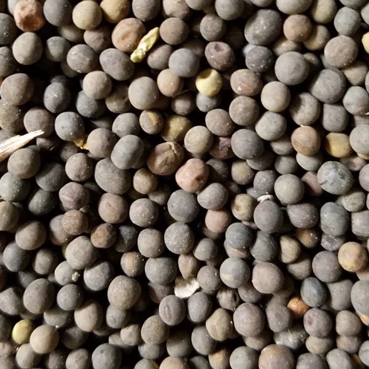 云南产地直销绿肥种子光叶紫花苕子种子