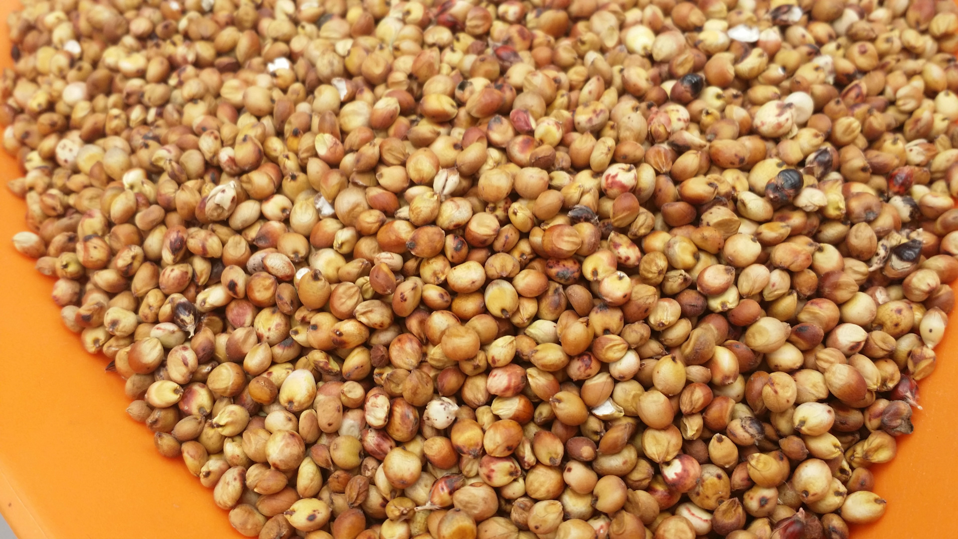 大额批发优质东北红高粱酿酒高粱五谷杂粮食品原料25