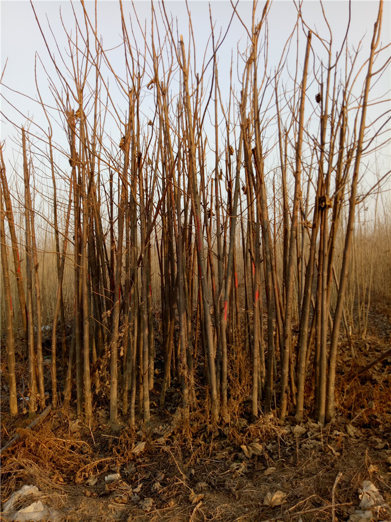 产地直销大量供应绿化工程杨树苗南林3804杨美洲黑杨树苗