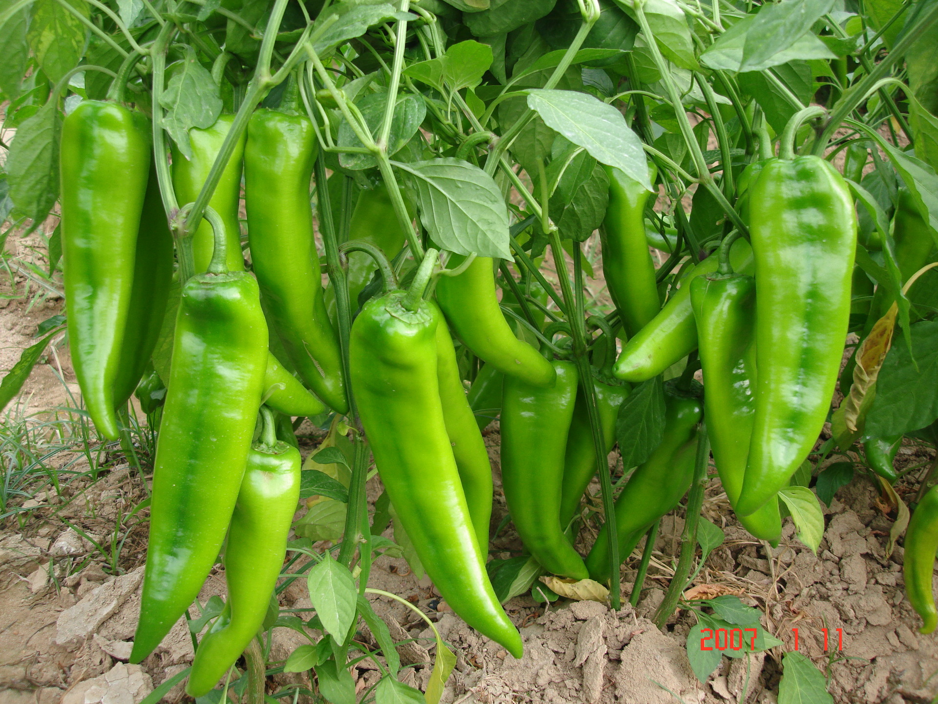 辣椒种子羊角型大辣椒长丰一号