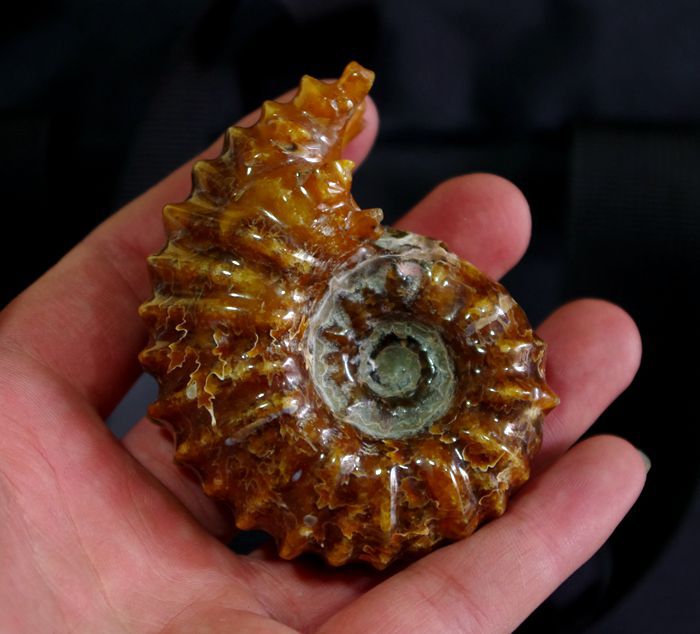 精品马达加斯加 玉化羊角螺化石 动物化石 菊石摆件