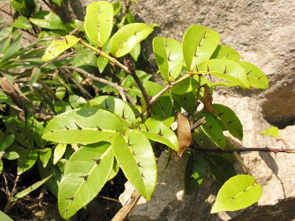 两面针提取物 10:1(中国 西安)