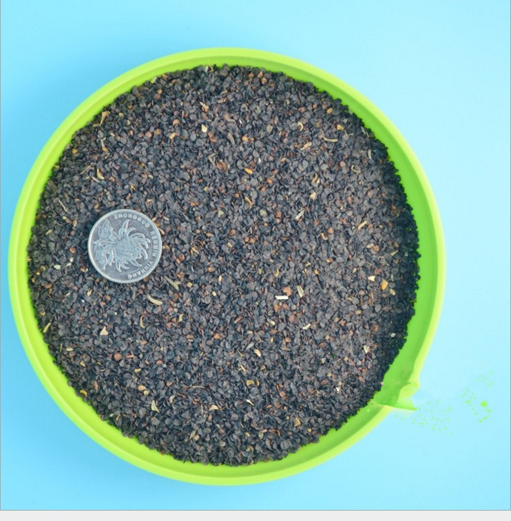 供应 五彩石竹种子秋季种美国石竹 常夏石竹种子