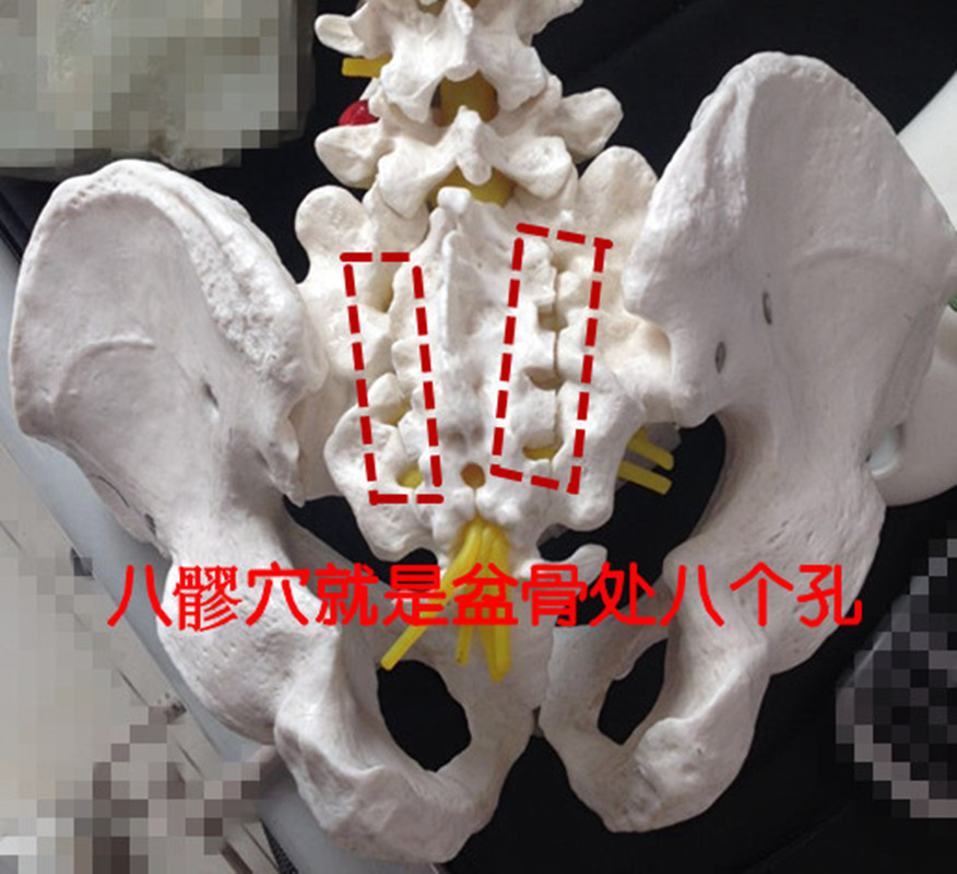 妇科,男科大穴八髎穴---骨骼解剖模型图,直观