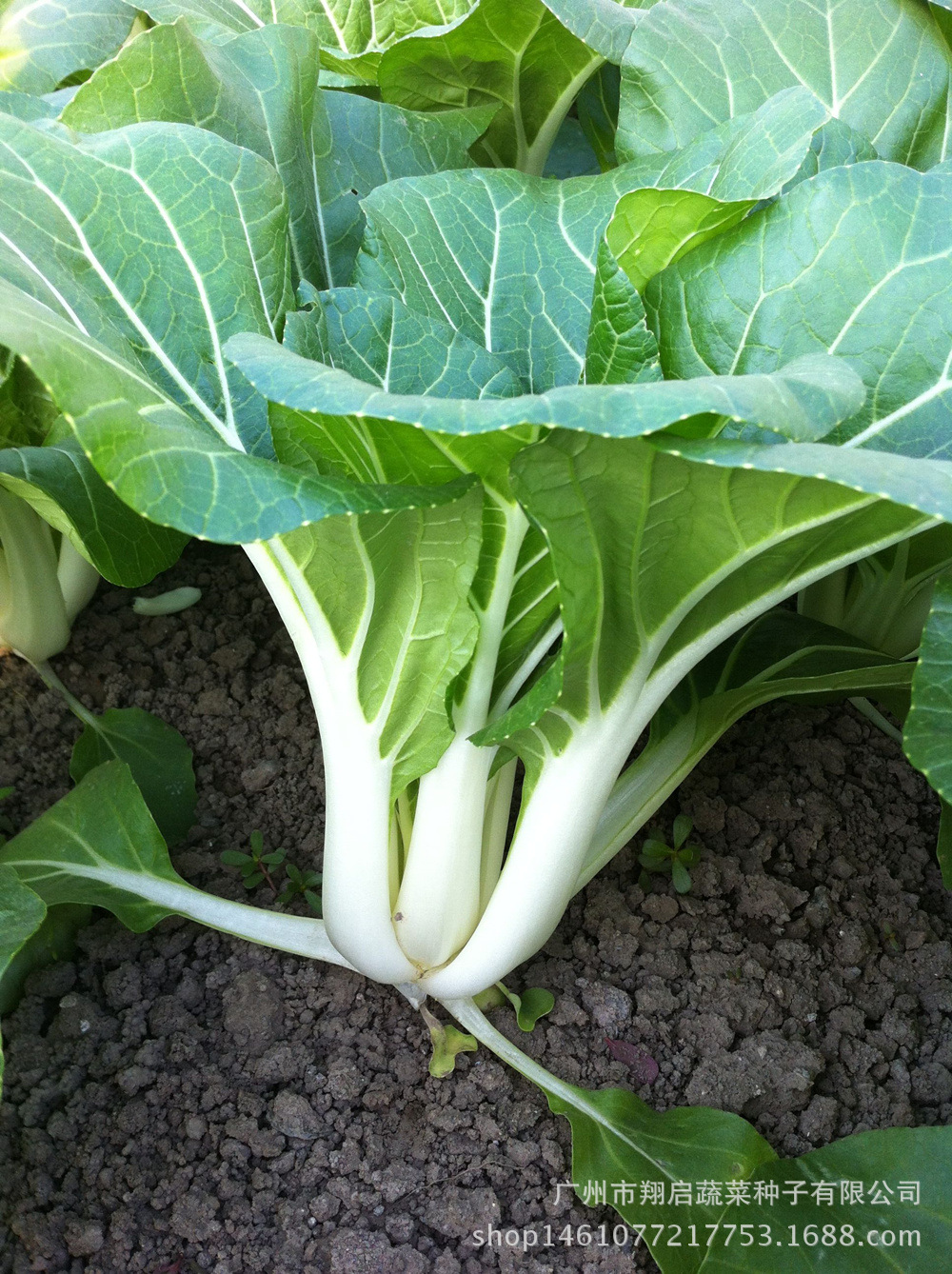 101黑叶白菜种子 特别耐热耐雨水 小白菜种籽 一代交配 200g