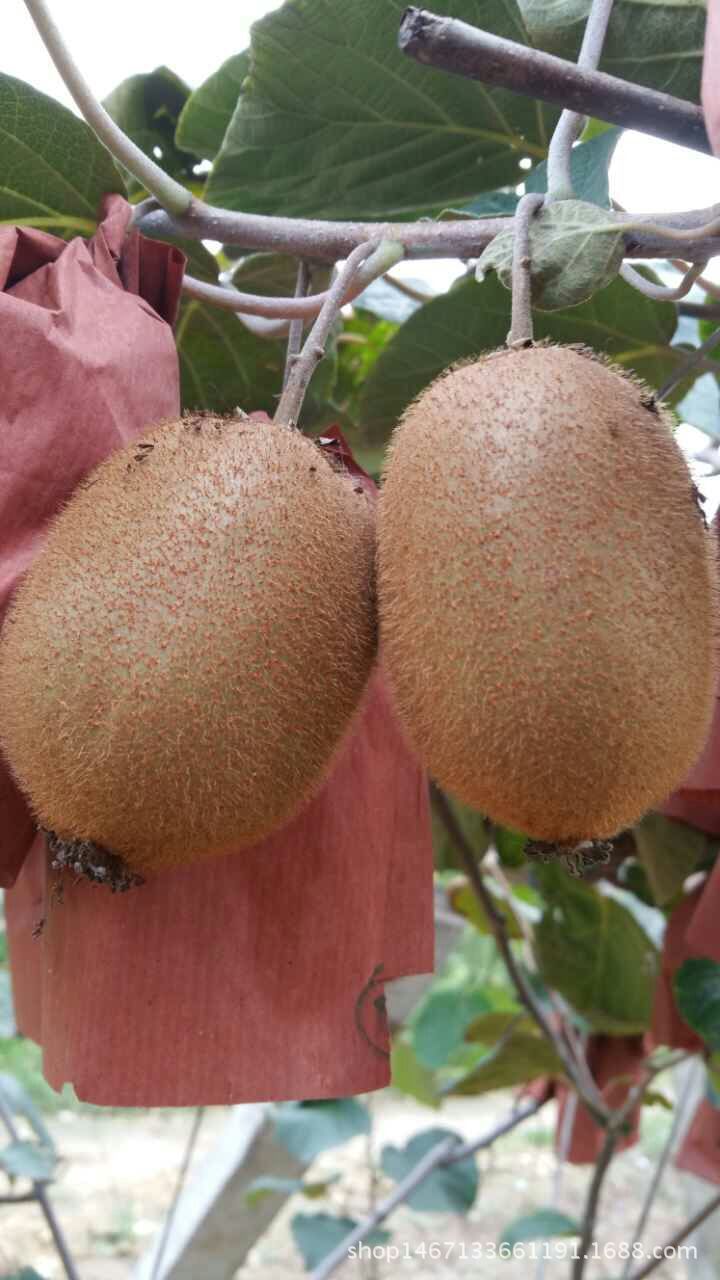 1-mcp处理对"华优"猕猴桃气调贮藏中的品质影响