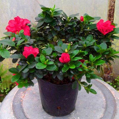 西洋杜鹃又名比利时杜鹃大盆小盆品种齐全开花鲜艳