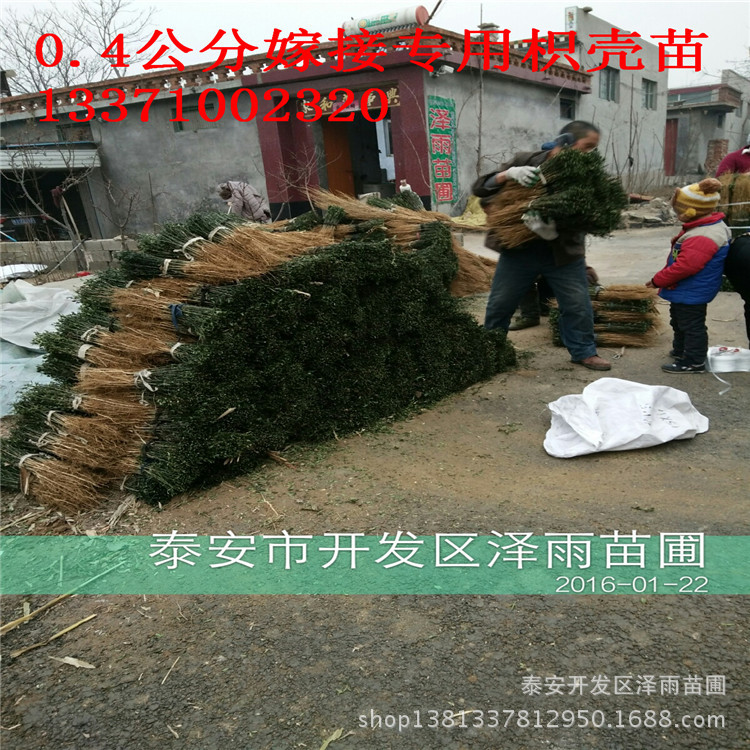 嫁接枳壳苗_湖南哪里枳壳苗 娄底嫁接枳壳批发