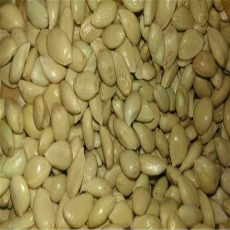 常年供应推荐枸橘种子 粒大饱满枸橘种子 高质量枸橘种子 价格低