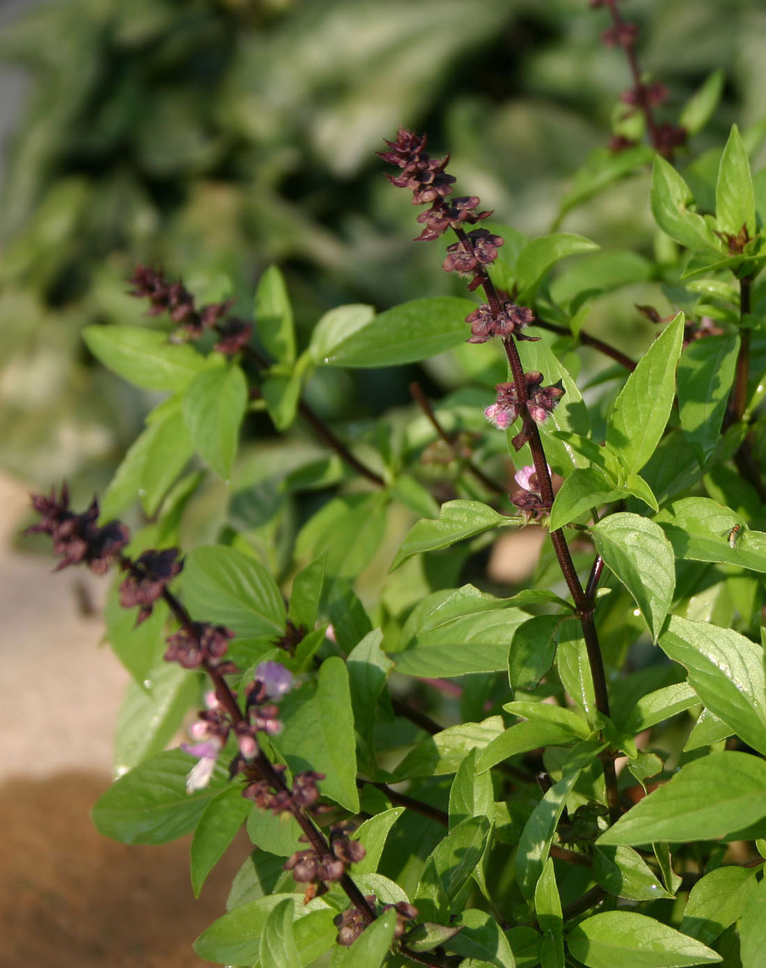 供应纯正中药材 九层塔 罗勒 金不换 医药专用