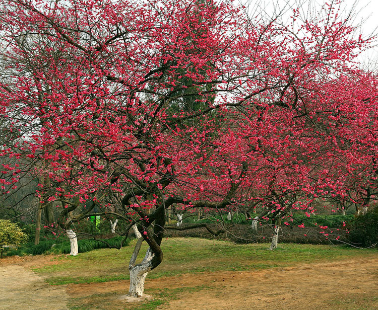 观花植物红梅花苗嫁接红绿梅树苗庭院绿程用苗