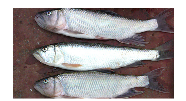 生态水库养殖大马口鱼 花杈鱼 桃花鱼 鲜活淡水鱼 厂家批量.