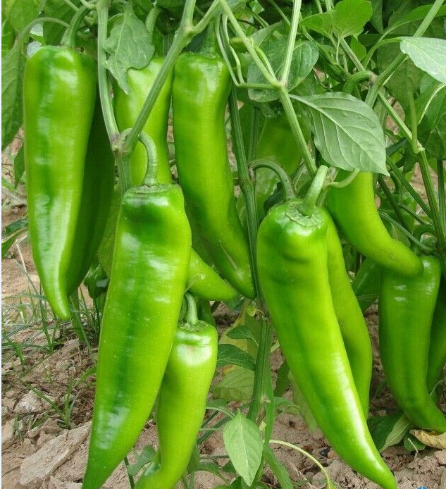 辣椒种子羊角型大辣椒长丰一号