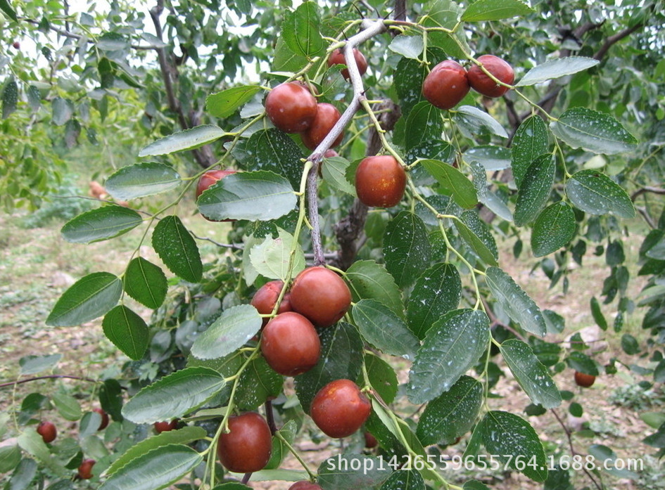 金丝4号枣树苗,脆甜的品种枣树