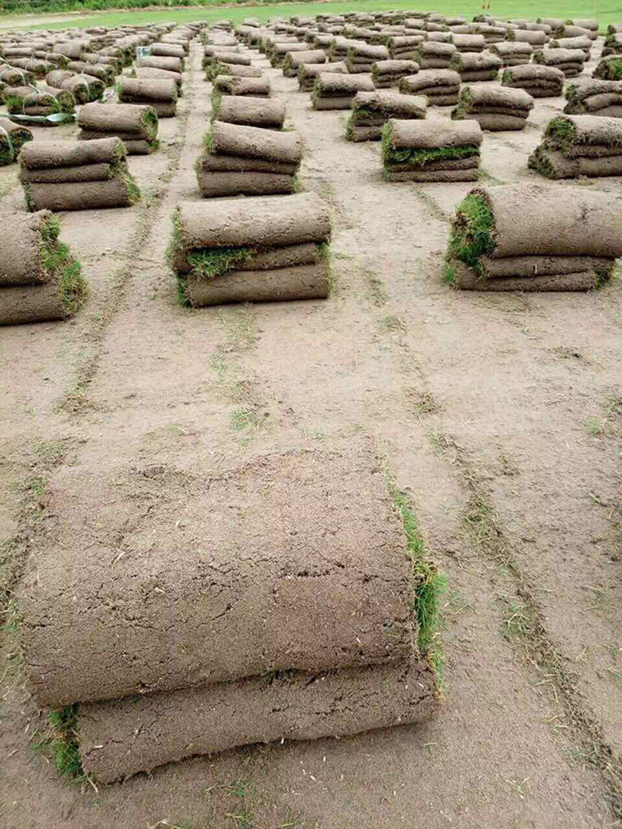 军鹏JQ350起草皮机 本田动力草坪移植机 铲草皮 好效率 可批发