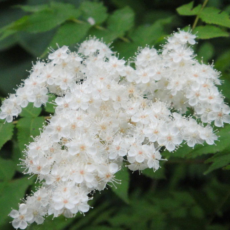 珍珠梅丛生珍珠梅珍珠梅价格珍珠梅苗圃嫁接珍珠梅珍珠梅苗