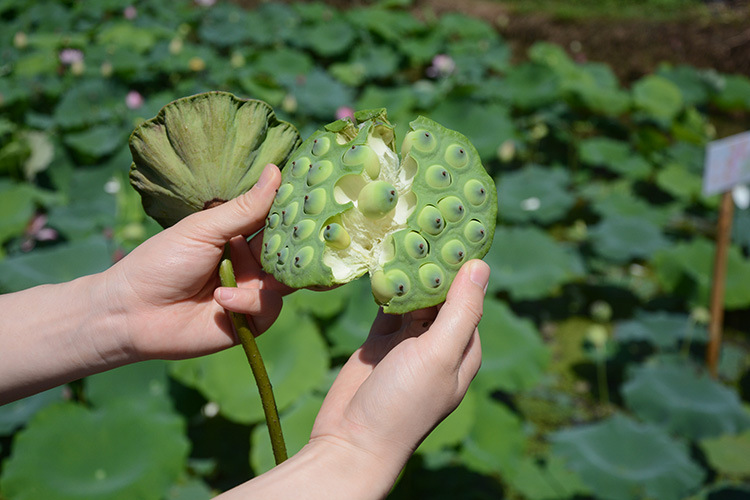 特级江西广昌带芯白莲 有芯莲子 非通心 干货 一件代发