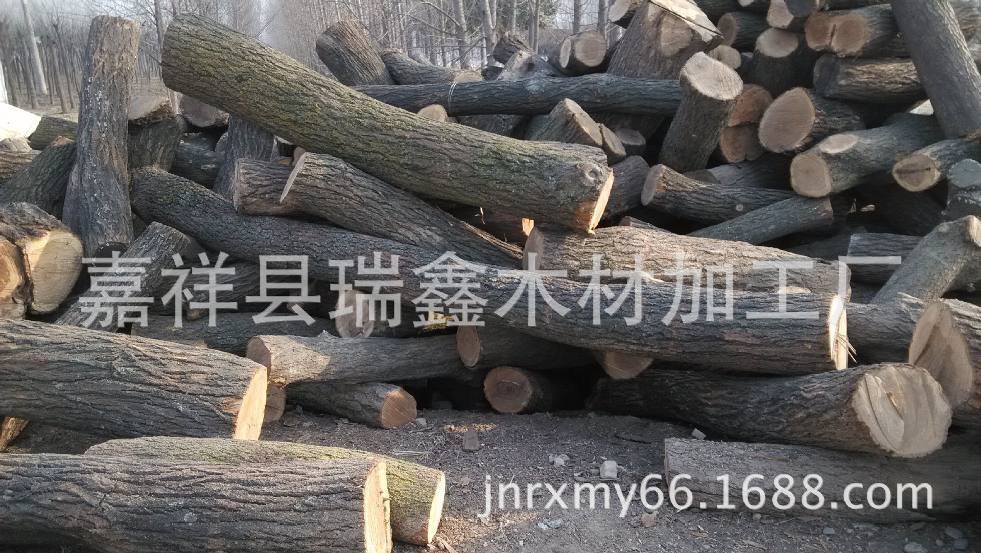 长期供应杏木原木 适用于各种工艺品