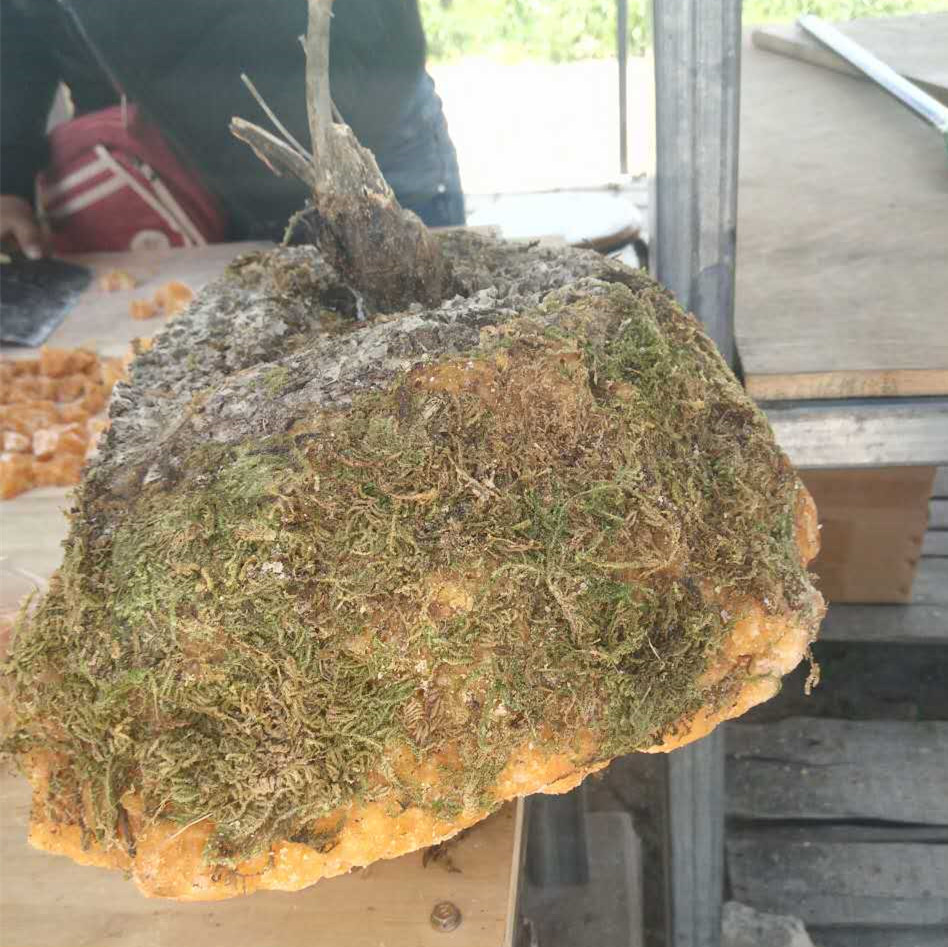 批发岩石蜂蜜 秘制手工石蜜风化蜂巢蜜跑江湖地摊展会暴利产品