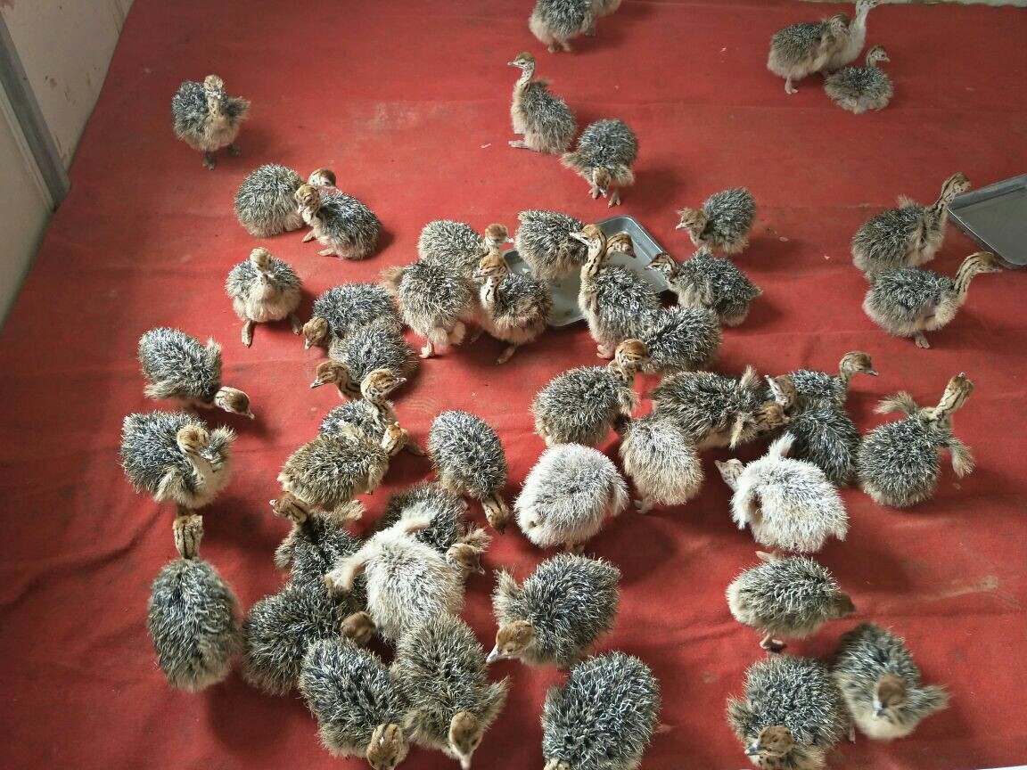 专业孵化非洲鸵鸟苗小鸵鸟,鸵鸟养殖全程指导,鸵鸟全国发货.