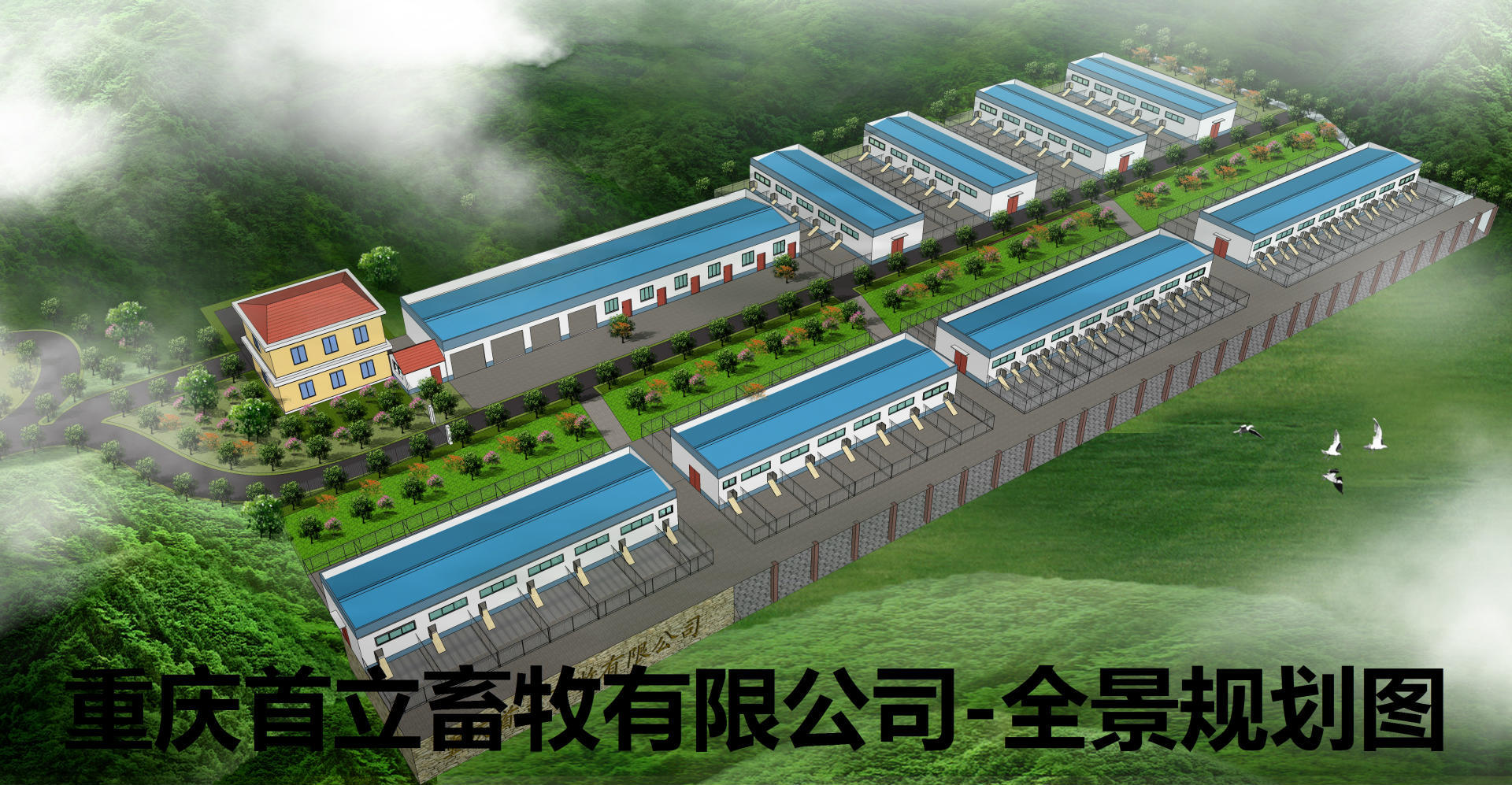 努比山羊 直销供应纯种养殖家畜家禽未成年努比亚羊 小母羊