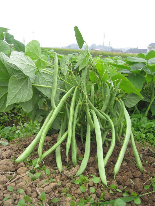 蔬菜种子 矮生无筋绿青刀豆种子 矮生地豆 芸豆 极早熟 100g/包