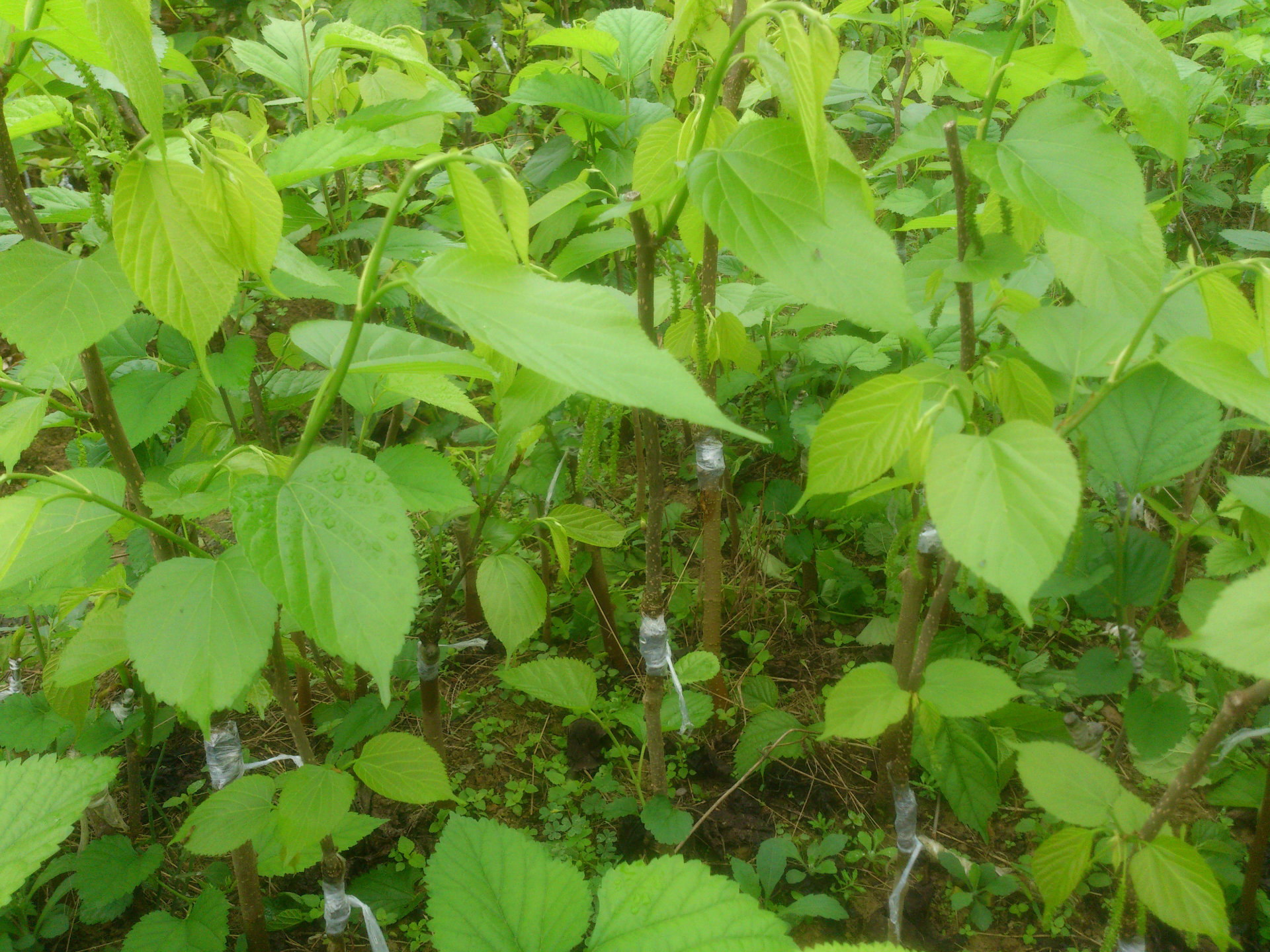 台湾长果桑果树苗 惠州永发果苗 长果桑果树苗 桑葚果树苗 果桑树