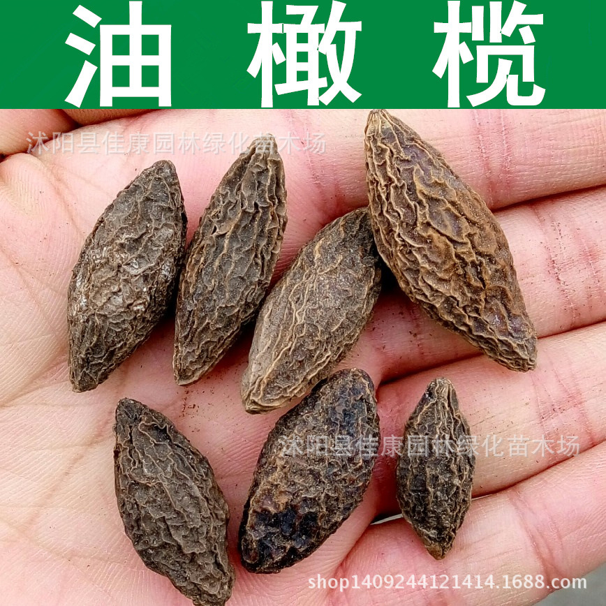 优质橄榄种子 油橄榄种子 齐墩果 橄榄果 谏果青果种子 1件=1斤