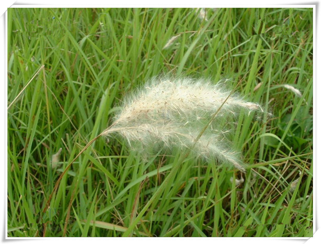 白茅根提取物,提取物,白茅根提取物,白茅根生产供应商-全成分提取物