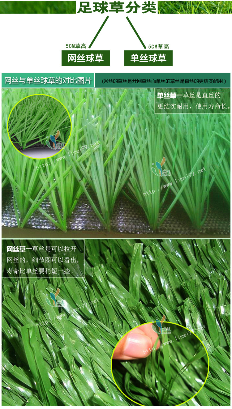 足球场草 足球场草