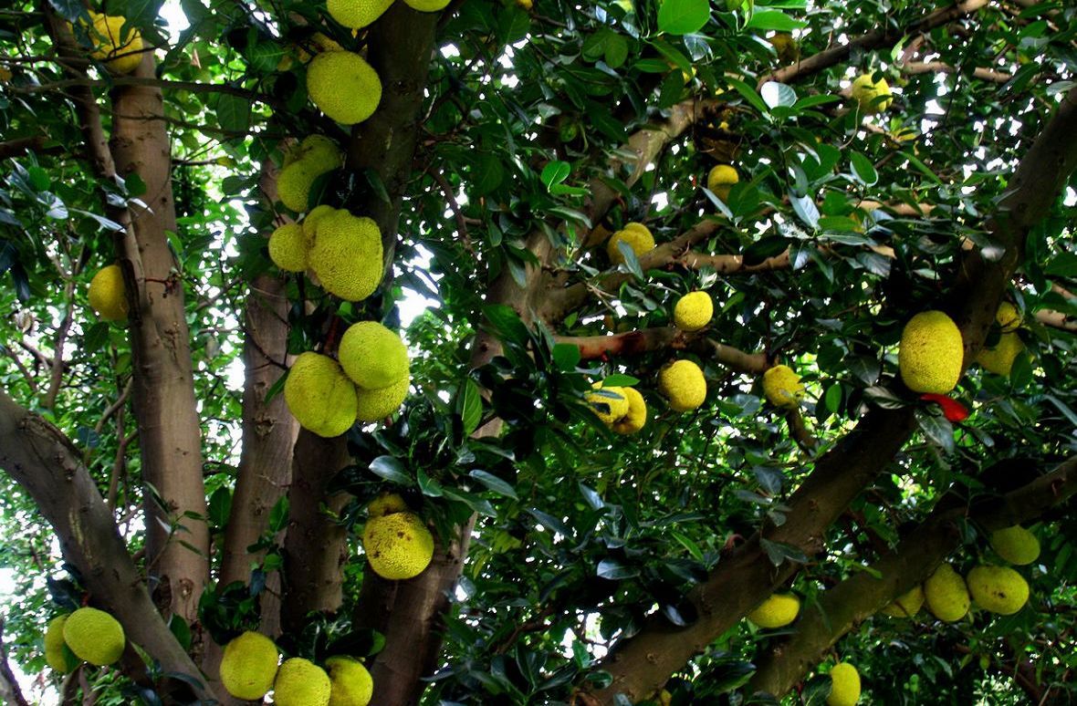 新鲜菠萝蜜水果木菠萝20斤果园采摘基地直供一件代发限时包邮 - 行行