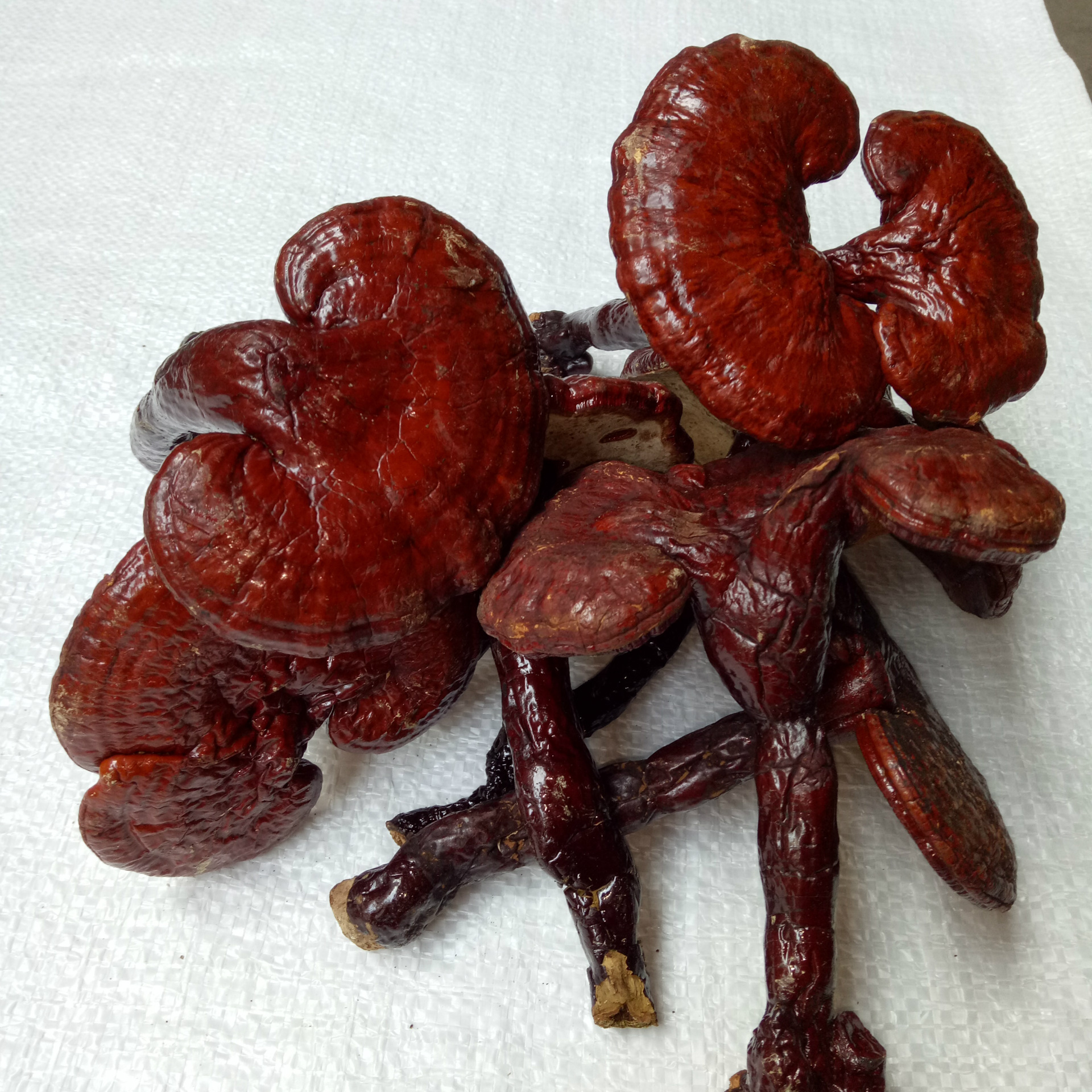 批发优质中药材灵芝 灵芝片 灵芝草 量大从优 任意2件全国包邮