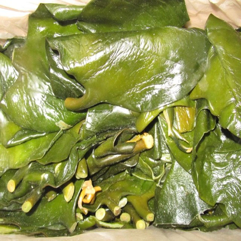 俚岛悦泽海带头原生态海洋蔬菜调整膳食营养结构提高机体免疫力